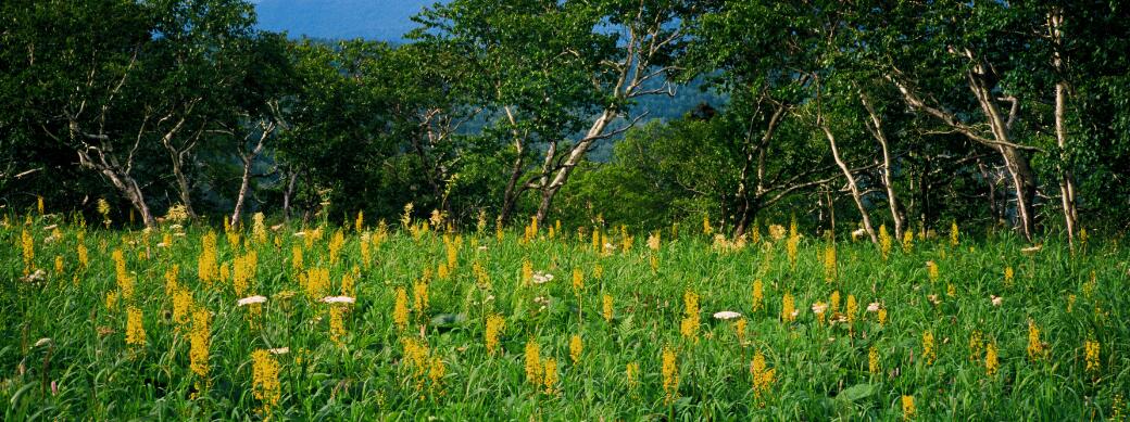 �򲩡�max(�й���)�����ٷ���վ-Unique Platform