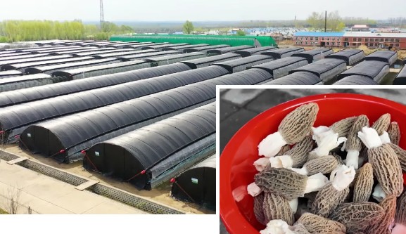 �򲩡�max(�й���)�����ٷ���վ-Unique Platform