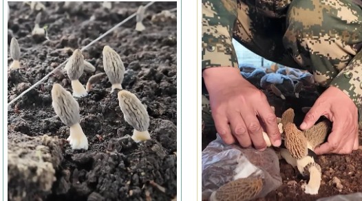 �򲩡�max(�й���)�����ٷ���վ-Unique Platform