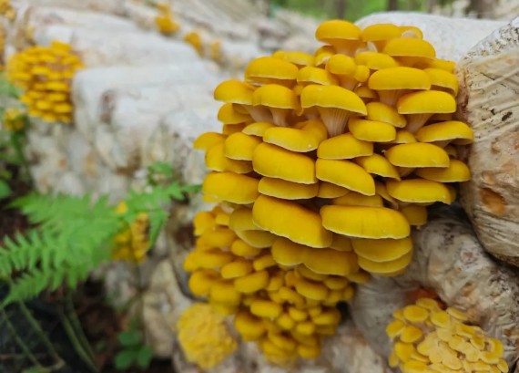 �򲩡�max(�й���)�����ٷ���վ-Unique Platform