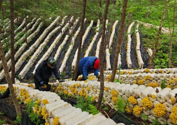 �򲩡�max(�й���)�����ٷ���վ-Unique Platform