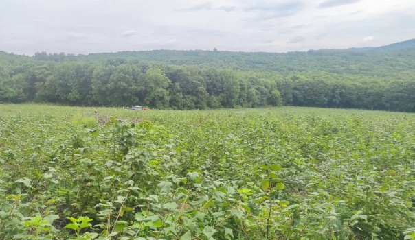 �򲩡�max(�й���)�����ٷ���վ-Unique Platform