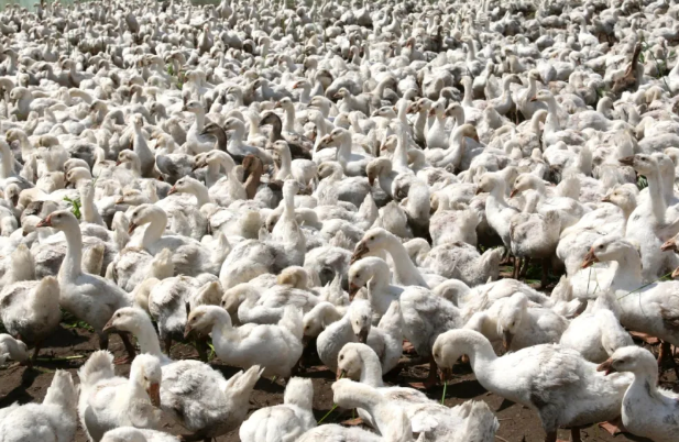 �򲩡�max(�й���)�����ٷ���վ-Unique Platform