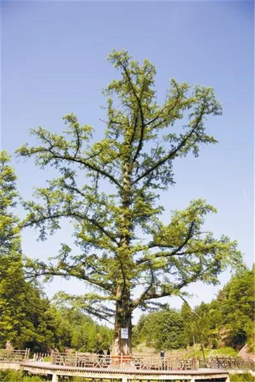 �򲩡�max(�й���)�����ٷ���վ-Unique Platform