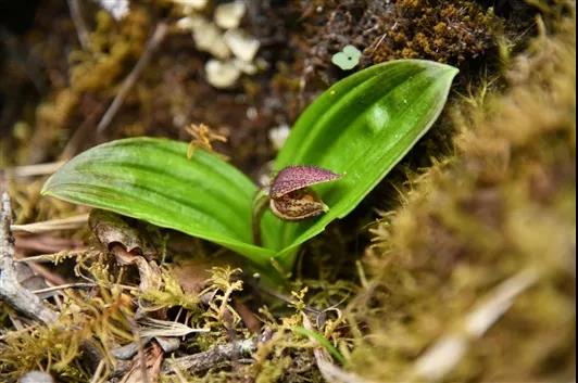 �򲩡�max(�й���)�����ٷ���վ-Unique Platform