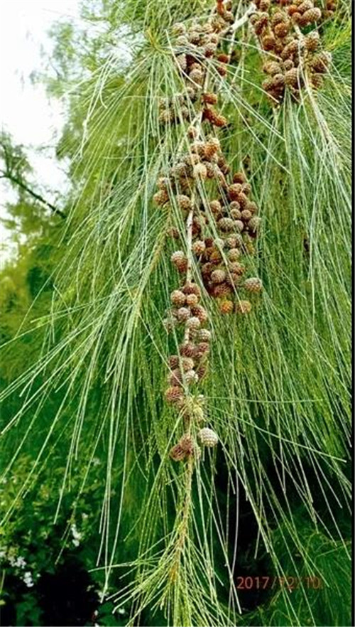 �򲩡�max(�й���)�����ٷ���վ-Unique Platform