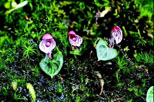 �򲩡�max(�й���)�����ٷ���վ-Unique Platform