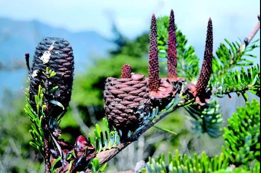 �򲩡�max(�й���)�����ٷ���վ-Unique Platform