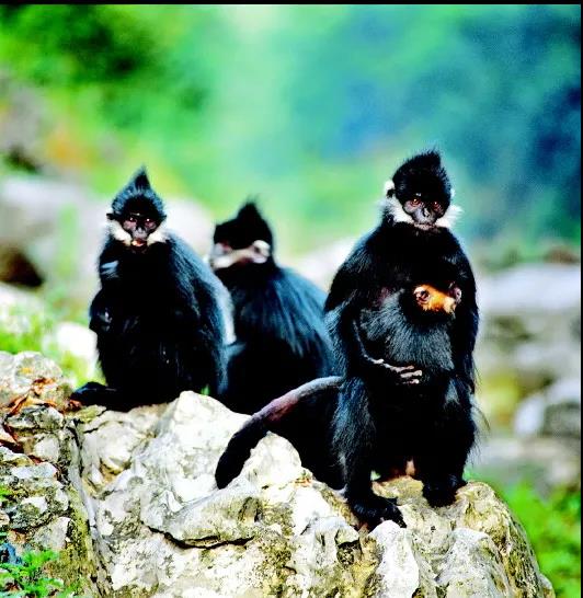 �򲩡�max(�й���)�����ٷ���վ-Unique Platform