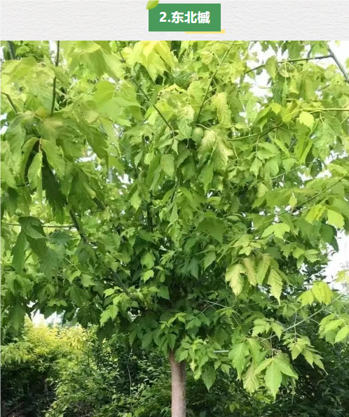 �򲩡�max(�й���)�����ٷ���վ-Unique Platform