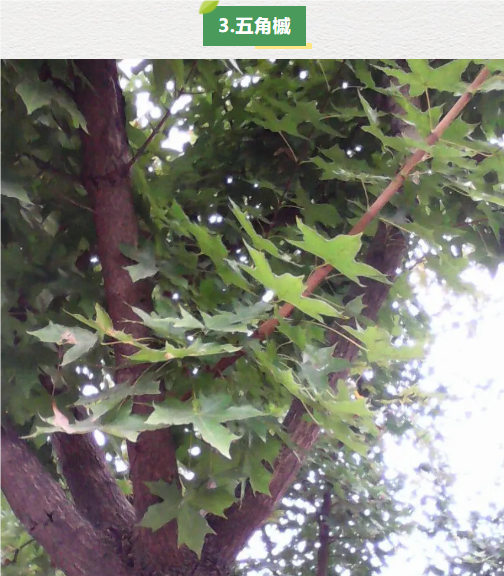 �򲩡�max(�й���)�����ٷ���վ-Unique Platform