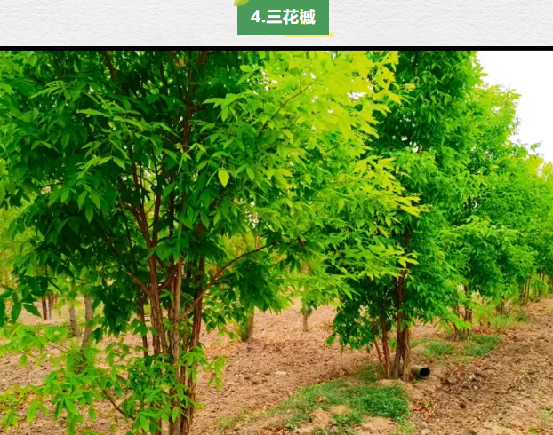 �򲩡�max(�й���)�����ٷ���վ-Unique Platform