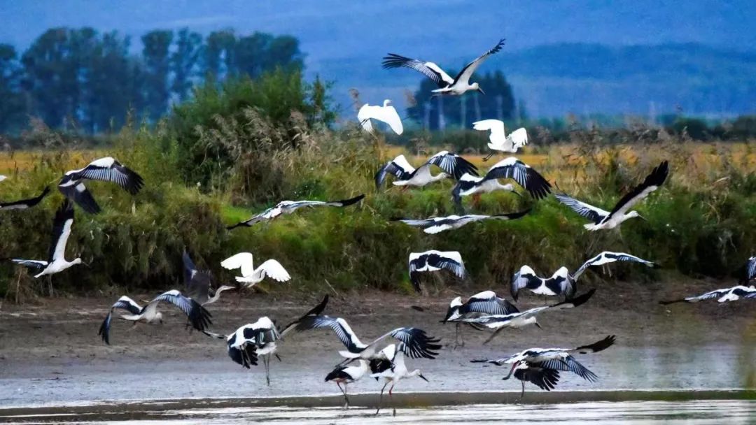 �򲩡�max(�й���)�����ٷ���վ-Unique Platform