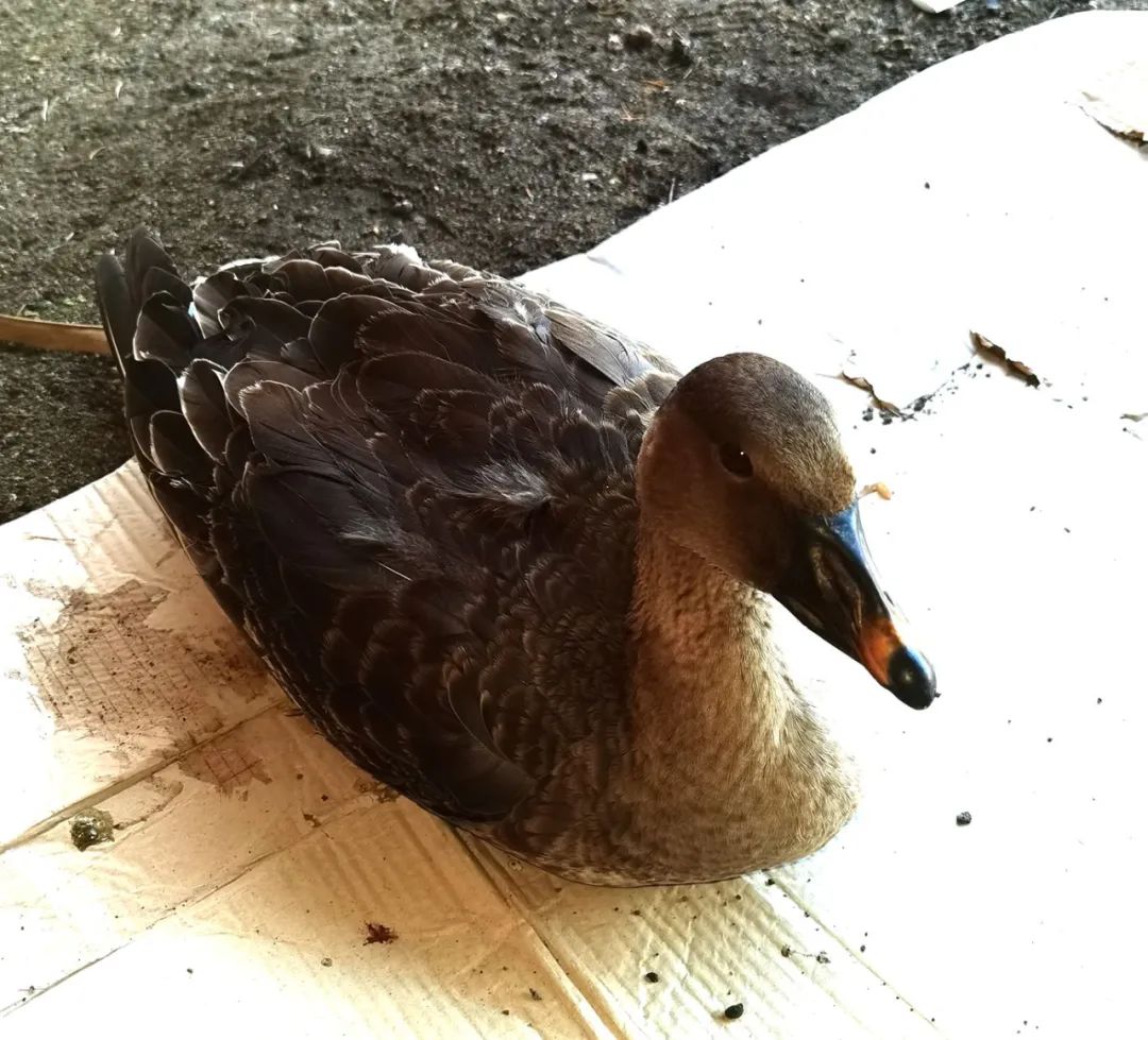 �򲩡�max(�й���)�����ٷ���վ-Unique Platform