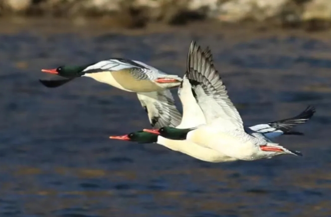 �򲩡�max(�й���)�����ٷ���վ-Unique Platform