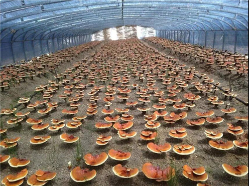 �򲩡�max(�й���)�����ٷ���վ-Unique Platform