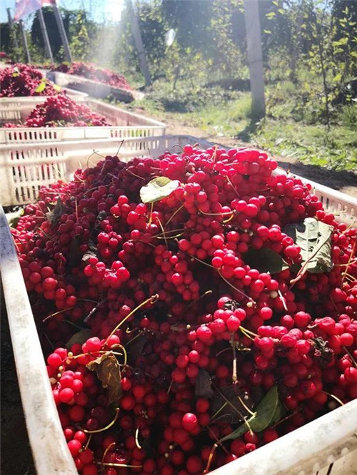 �򲩡�max(�й���)�����ٷ���վ-Unique Platform