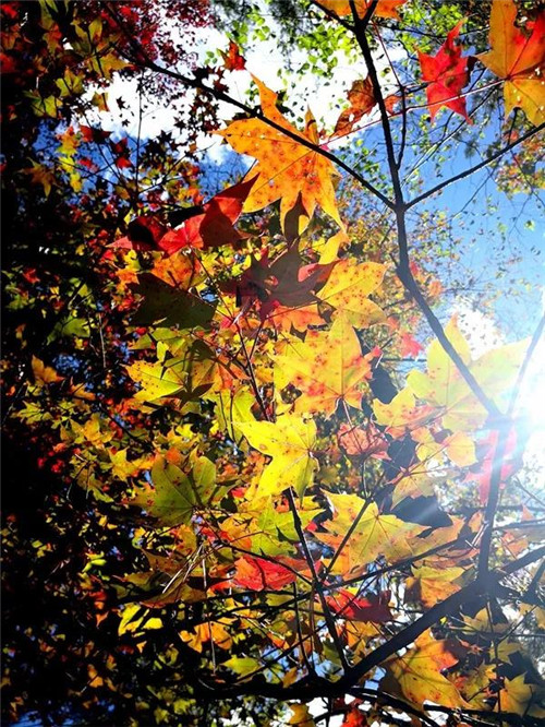 �򲩡�max(�й���)�����ٷ���վ-Unique Platform