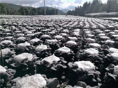 �򲩡�max(�й���)�����ٷ���վ-Unique Platform