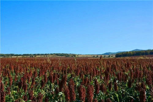 �򲩡�max(�й���)�����ٷ���վ-Unique Platform